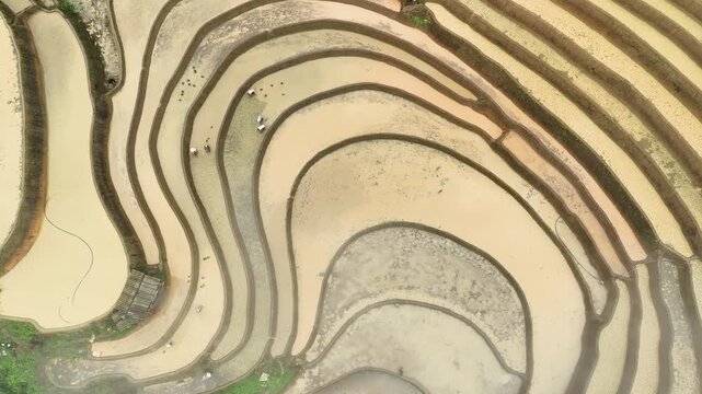 Hmong farmers prepare their fields and plant rice on terraced fields in Mu Cang Chai, Yen Bai. Photo taken in Yen Bai on June 22, 2025.	