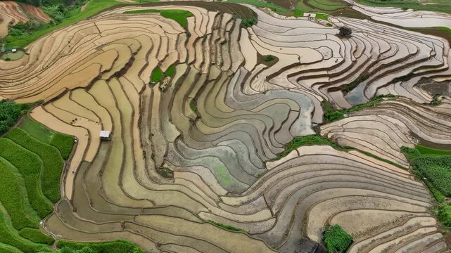 Hmong farmers prepare their fields and plant rice on terraced fields in Mu Cang Chai, Yen Bai. Photo taken in Yen Bai on June 22, 2025.	