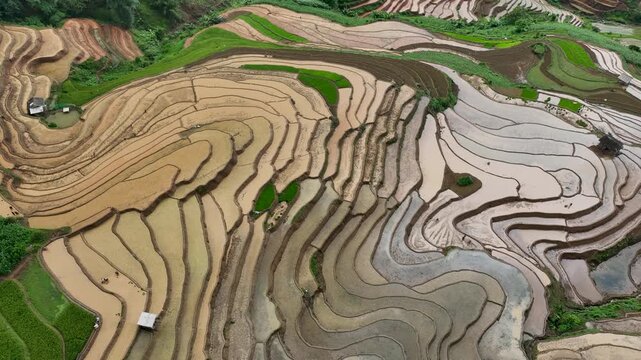 Hmong farmers prepare their fields and plant rice on terraced fields in Mu Cang Chai, Yen Bai. Photo taken in Yen Bai on June 22, 2025.	
