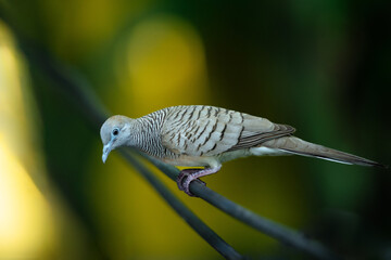 Close-up photo of a zebra dove (Geopelia striata) perched on a wire with a soft green and yellow blurred background. The bird’s delicate feather pattern and natural posture make it a peaceful and deta