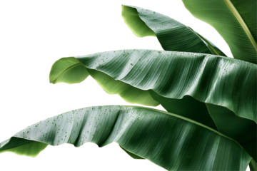 Lush green banana leaves forming a tropical border with gentle raindrops and soft highlights.