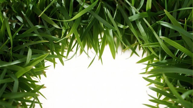 Closeup of vibrant green grass blades