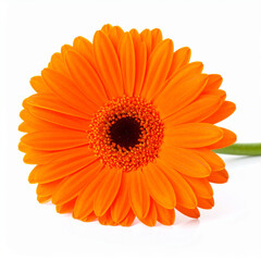 the image is a close up of a vibrant orange flower against a clean, white background. the flower features numerous petals, creating a sense of fullness