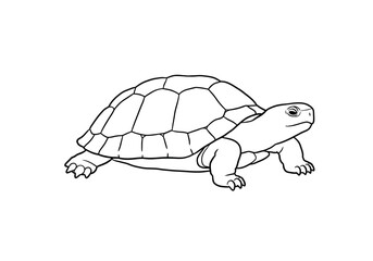 A line drawing depicts a turtle with a segmented shell head and feet
