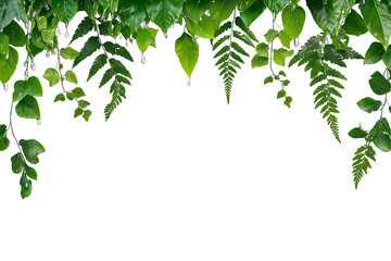 Nature background of green fern and ivy leaves covered with raindrops, isolated on black. Ideal for eco, freshness, or nature design themes.