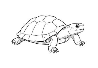 A turtle with a segmented shell walking forward with detailed claws