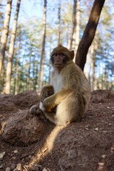 Mono posando sentado