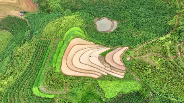 Hmong farmers prepare their fields and plant rice on terraced fields in Mu Cang Chai, Yen Bai. Photo taken in Yen Bai on June 22, 2025.	