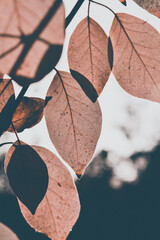 Autumn leaves background
