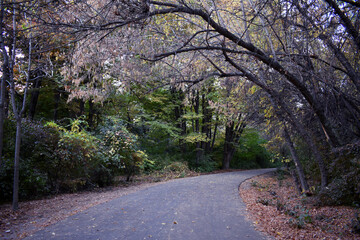 Road in autumn forest