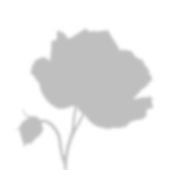 Dense Floral Bouquet Shadow Overlay with Natural Sunlight Effect