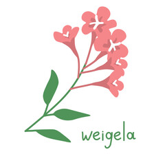 Weigela pink vector simple illustration
