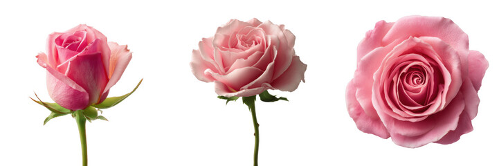 Set of Beautiful pink roses in various stages of bloom. isolated on a transparent background.