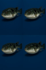 four Black cod (sablefish) on Blue Background	
