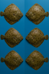six Turbot on Blue Background	
