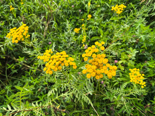 Medicinal plants. Common tansy (Latin Tanacetum vulgare).