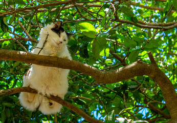 Obraz premium gato encima da árvore