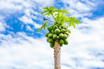 pé de mamão com frutos verdes