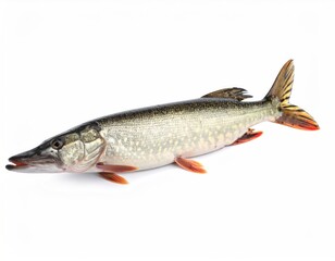 Northern Pike Fish Isolated on White Background, Freshwater Predator.