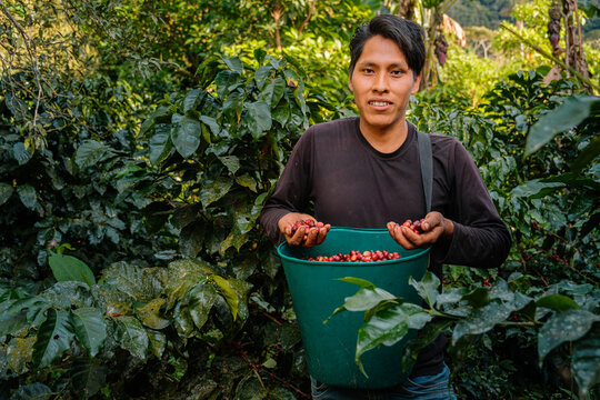 Bolivian farmer with dark skin carrying a basket of freshly harvested coffee cherries in the Yungas region of Bolivia - coffee concept