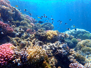 Vibrant shallow coral reef teeming with small fish