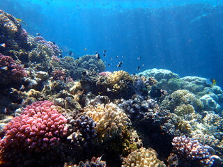 Vibrant shallow coral reef teeming with small fish