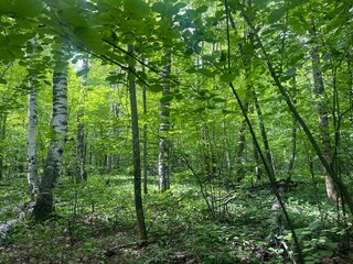 Lush green forest landscape with tall trees and sunlight. Summer woodland background with fresh foliage