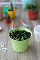 Houseplants, flower pots and mini gardening equipment. Urban gardening at home or on the balcony. Selective focus.