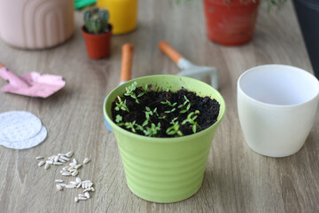 Houseplants, flower pots and mini gardening equipment. Urban gardening at home or on the balcony. Selective focus.