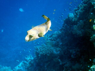 White spotted puffer fish over dark coral © chriss73