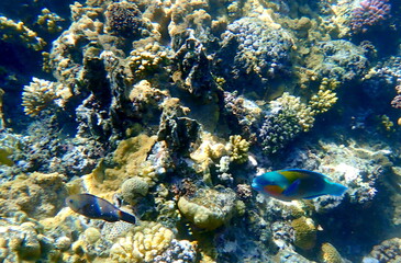 Blue green parrotfish swimming over coral reef