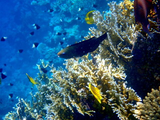 Schooling yellow striped butterflyfish over coral reef