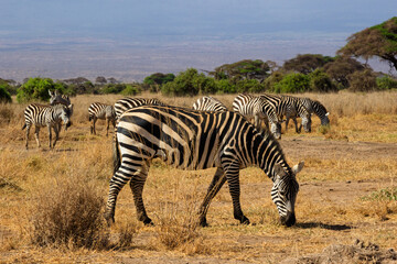 Obraz premium Amboseli National Park, Kenya: Zebra Herd Grazing in the African Savannah