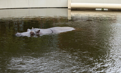 A hippopotamus resting in the water
