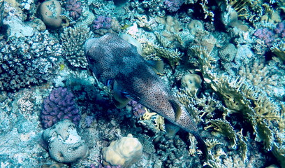 Spotted puffer fish swimming in the red sea