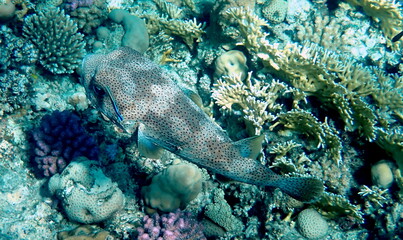 Spotted puffer fish swimming in the red sea