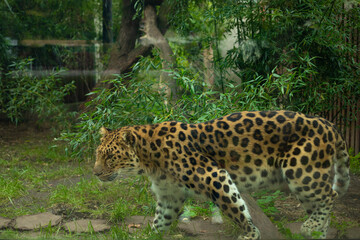 Amur leopard (Panthera pardus orientalis) among green trees