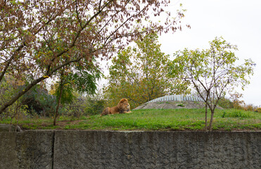 Lion resting on a green mountain