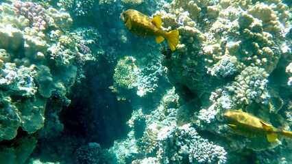 Yellow-brown boxfish with bright blue spots