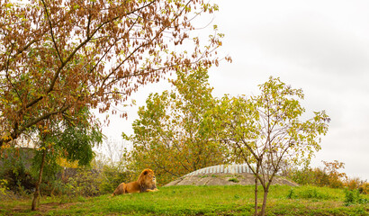 Lion resting on a green mountain