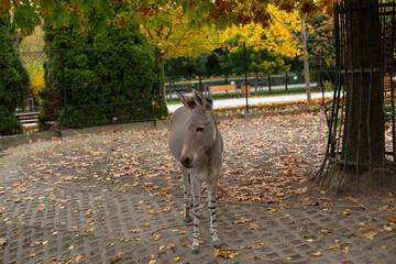 Portrait of a donkey in the yard