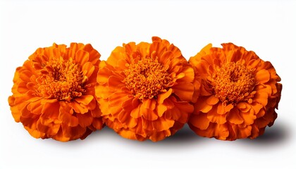 A Bunch Of Orange Marigold Flowers Are Arranged In A Row Isolated On Transparent Background Day Of The Dead Dia De Los Muertos Design
