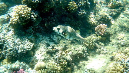 White spotted puffer fish over dark coral