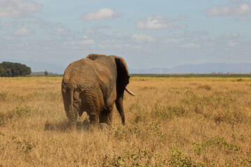 Obraz premium Amboseli National Park, Kenya: Elephant Journey in the Dry Savanna