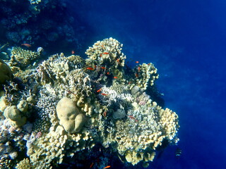 Vibrant shallow coral reef teeming with small fish
