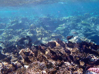 Vibrant shallow coral reef teeming with small fish