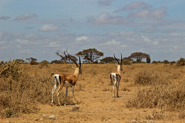 Amboseli National Park, Kenya: Grant's Gazelles on the Arid Savanna