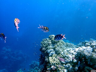Yellow striped sergeant fish near branching coral