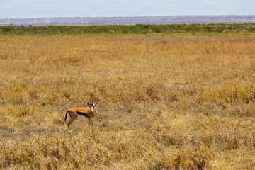 Amboseli National Park, Kenya: Grant's Gazelle in the Dry Savannah.