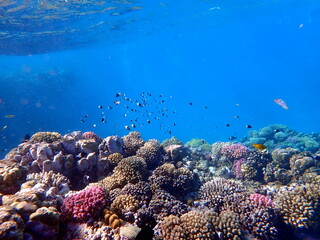 Vibrant shallow coral reef teeming with small fish